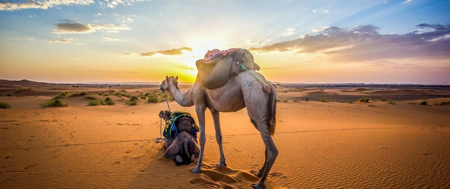 Rundreise Südmarokko und Atlantik, zwei Kamele im Sonnenuntergang in Südmarokko mit Ausblick auf die Wüste