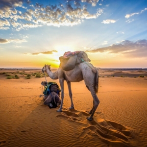 Rundreise Südmarokko und Atlantik, zwei Kamele im Sonnenuntergang in Südmarokko mit Ausblick auf die Wüste